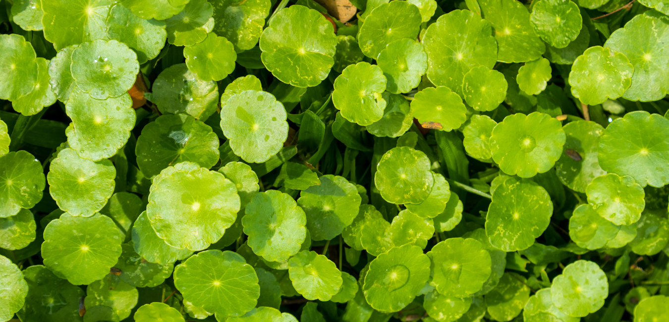 Centella asiatica, a calming skincare ingredient explained on the EpiLynx blog