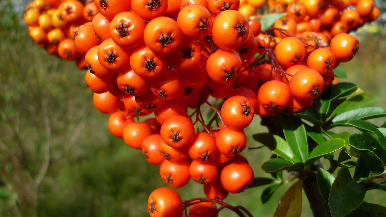 The top health benefits of sea buckthorn oil