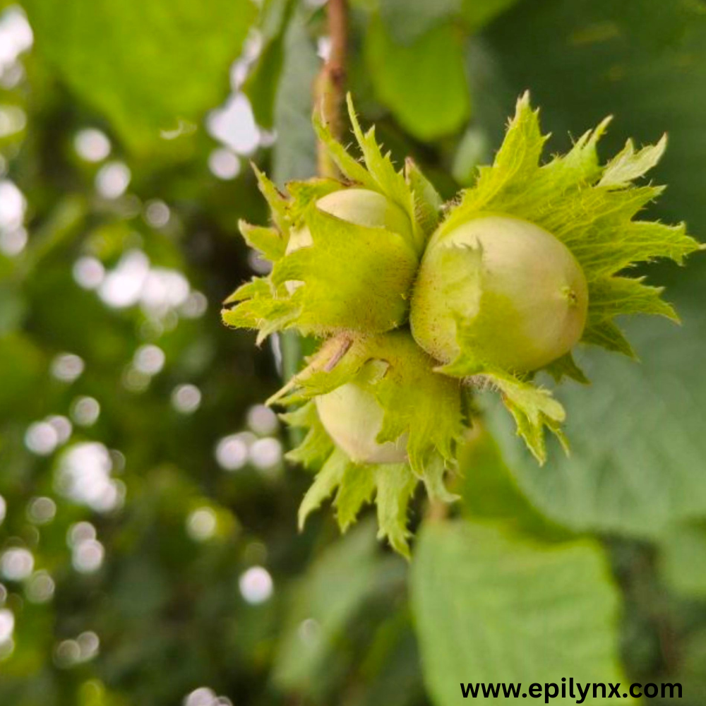 What happens when nut oils touch sensitive skin
