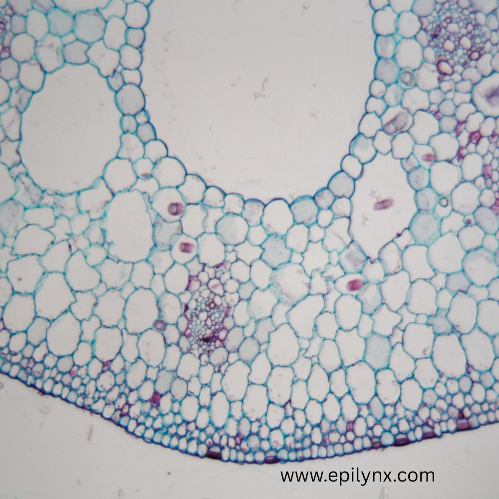 Exosomes and peptides in next-generation skincare