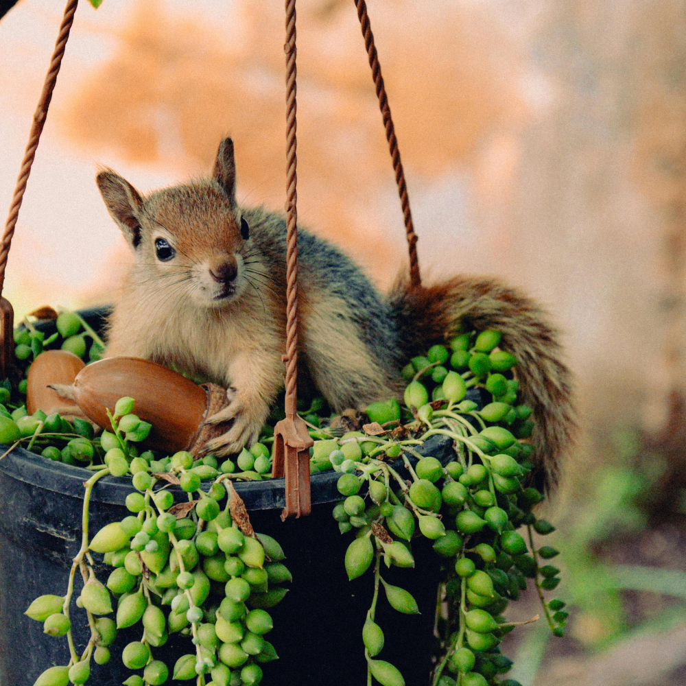 nut free skincare