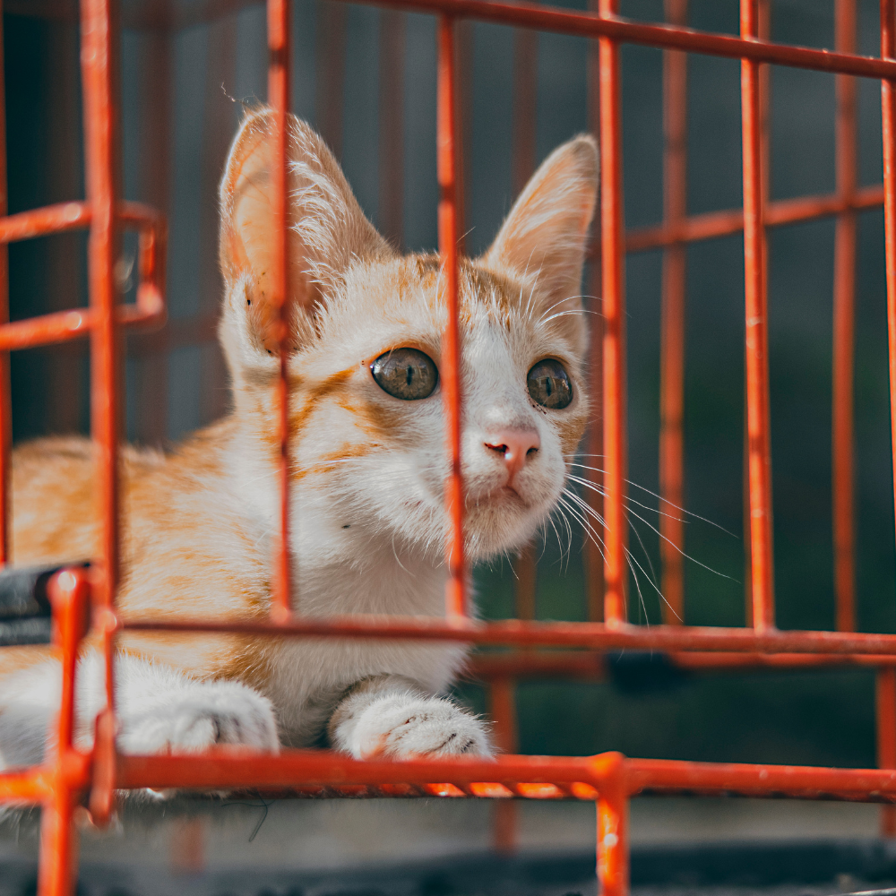cruelty free skincare epilynx