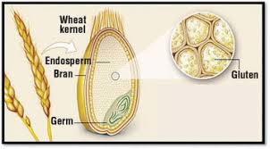 Common Gluten Ingredients in Skin Care Products